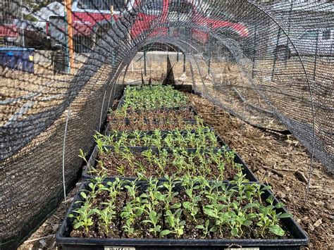 what shade cloth for hardening off clones|how to plant clones outdoors.